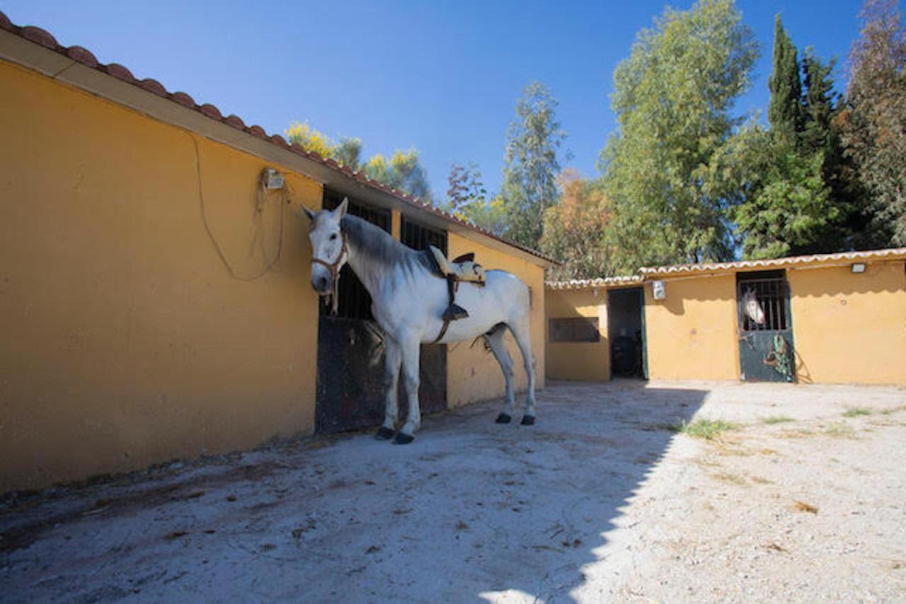 Casas Rurales Da Luigi-Bungalows-4 Adultos-2 Dormitorios-Piscina-Paseos A Caballo-Cartama-Malaga Exterior foto